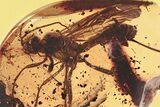 Two Large Detailed Fossil Spider Wasps (Pompilidae) In Baltic Amber #315523-1